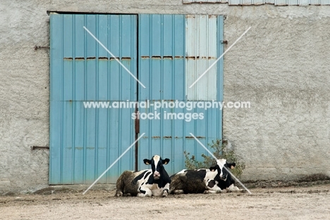 two friesian cows lying in front of a door