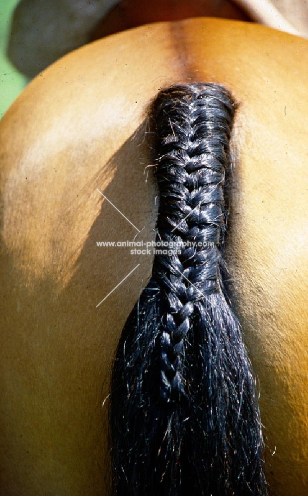 plaited tail