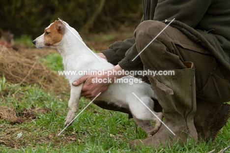 Jack Russell Terrier, alert