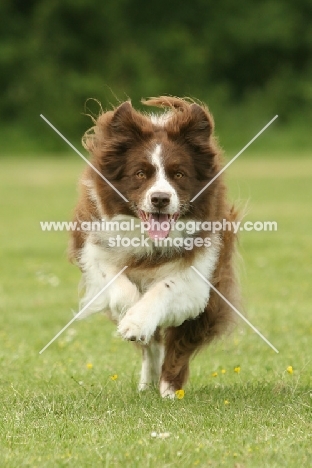 brown and white Border Collie