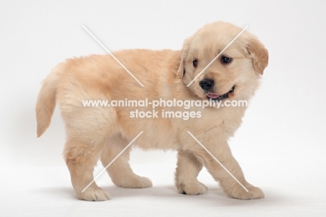 Golden Retriever puppy walking