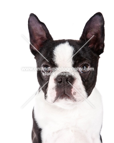 Boston Terrier front view portrait