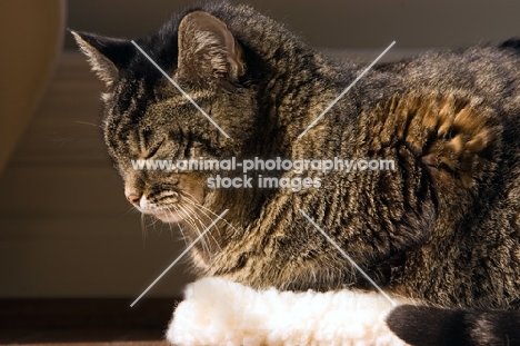 tabby cat lying down with eyes closed