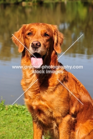 Golden Retriever portrait