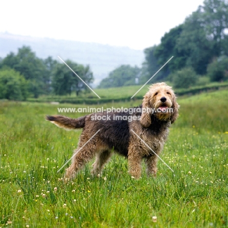 ch boravin oakleaf, otterhound standing on grass in the countryside