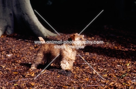 norfolk terrier standing in leaves