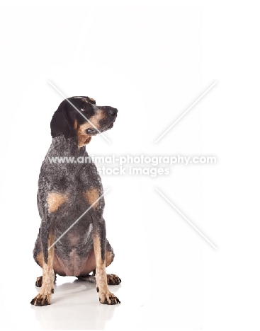 dog standing on white background looking aside