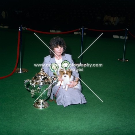 papillon, reserve best in show at crufts1991 with owner  jenny scovell, ch caswell copper tiger