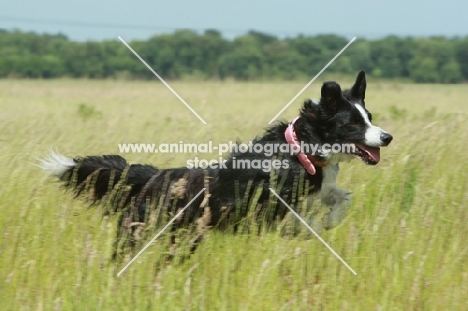 Border Collie running in field