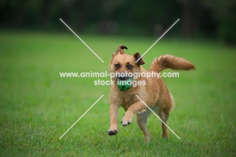 small mongrel dog running with a ball in her mouth