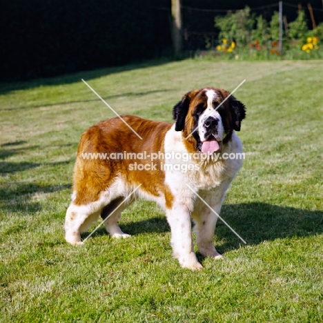 ch lucky charm of whaplode, st bernard standing in garden