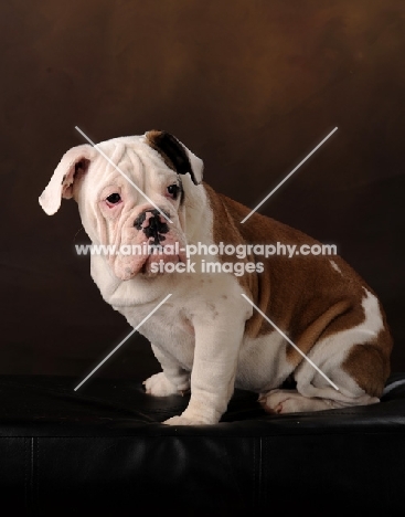 Bulldog sitting on brown background