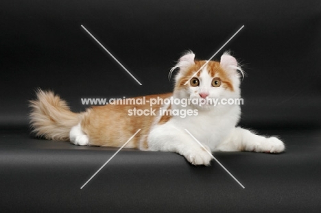 Red Mackerel Tabby & White American Curl, lying down