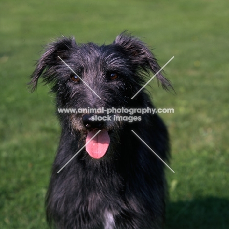 fern, portrait of grey lurcher