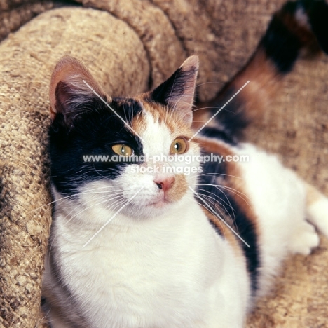 tortoiseshell and white non pedigree short hair cat lounging