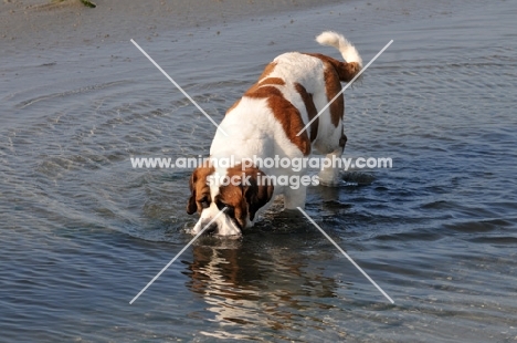 Saint Bernard drinking water