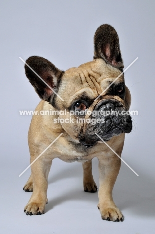 French Bulldog