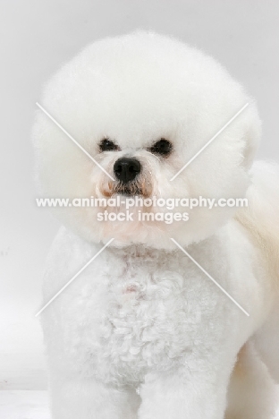 Australian Champion Bichon Frise portrait