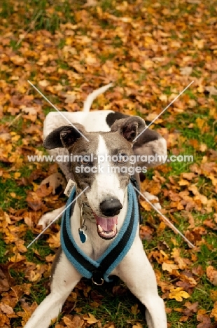 Lurcher amongst leaves