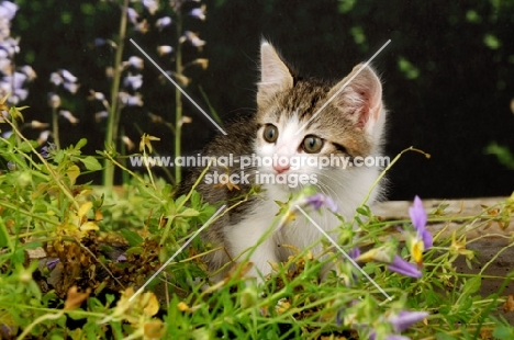 non pedigree kitten near greenery