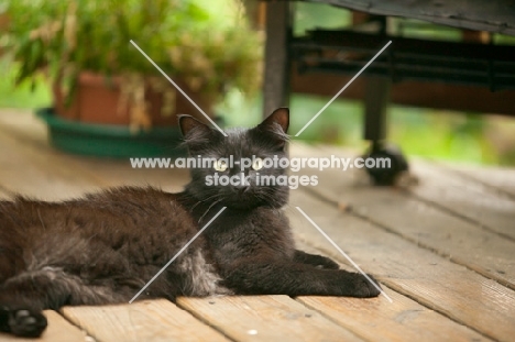 black cat on patio