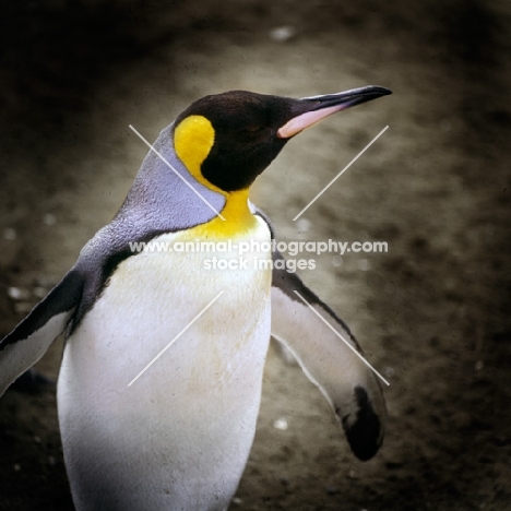 king penguin