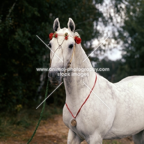 pion, famous orlov trotter stallion, pion is the most influencial breeding stallion in the past 30 years