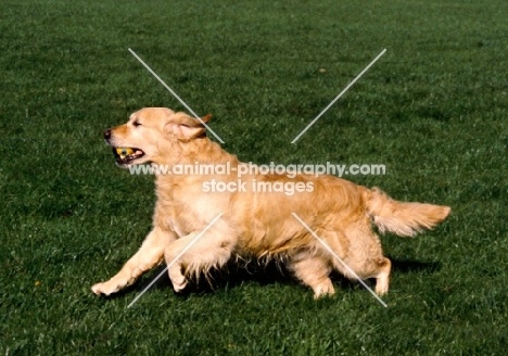 sh ch westley jacob, golden retriever galloping 