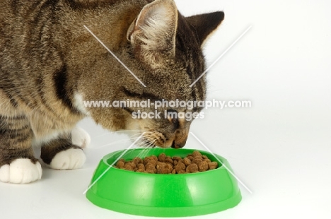 cat near green dish full of dry food