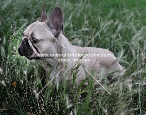 French Bulldog