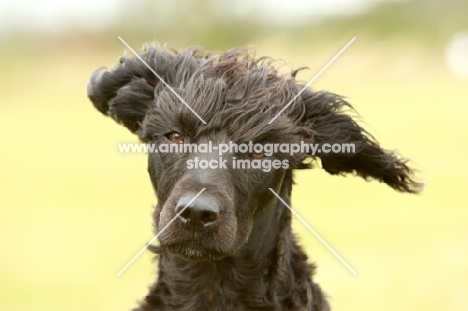 cross bred (staffie x poodle)