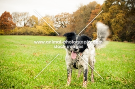 Sprollie (collie/ english springer spaniel cross) on grass