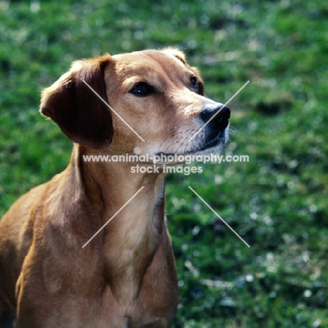 smooth coated lurcher portrait