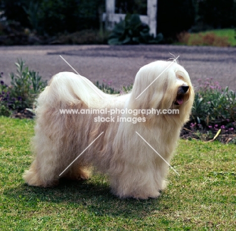 champion tibetan terrier posed