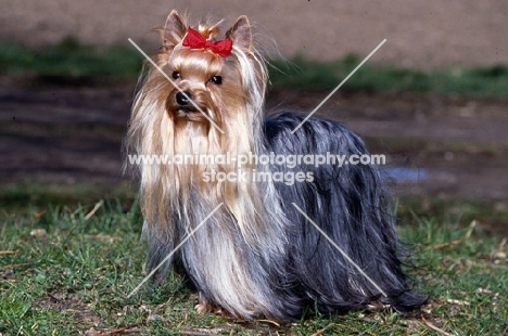 yorshire terrier in show coat standing