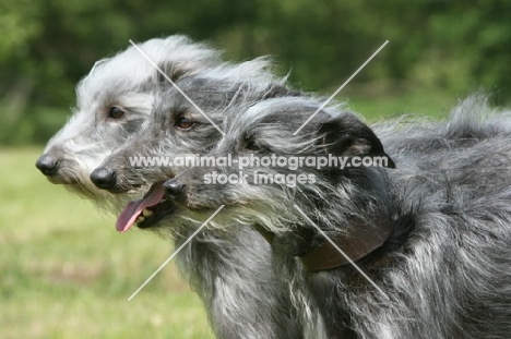 three Lurchers, side view