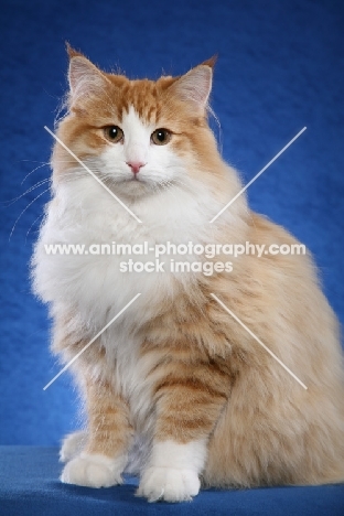 Norwegian Forest Cat