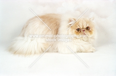 cream cameo Persian cat, lying down