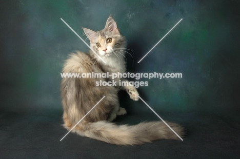 black silver tortie maine coon, one leg up