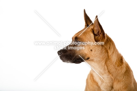 Cross bred dog