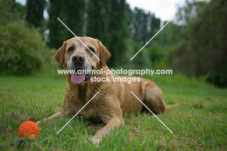 happy yellow labrador retriever resting in the grass 