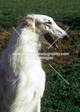 Borzoi profile