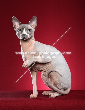 Sphynx cat, one leg up