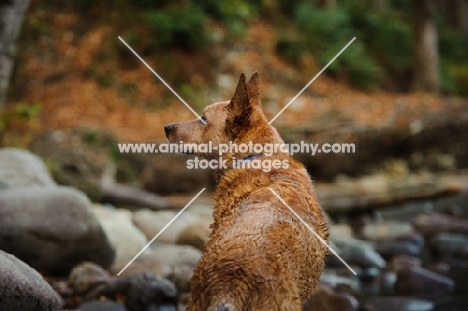 Australian Cattle Dog back view