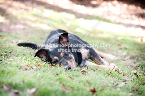 shepherd mix lying in grass