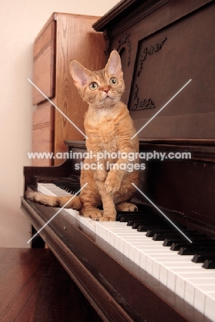 Devon Rex on piano