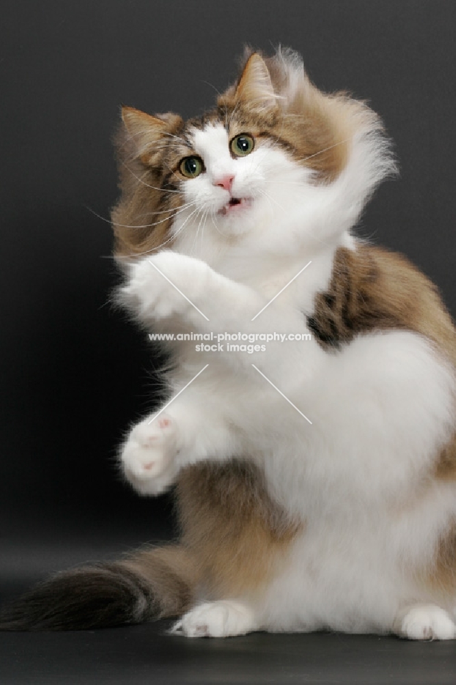 fluffy Norwegian Forest cat, Brown Mackerel Tabby & White, curious