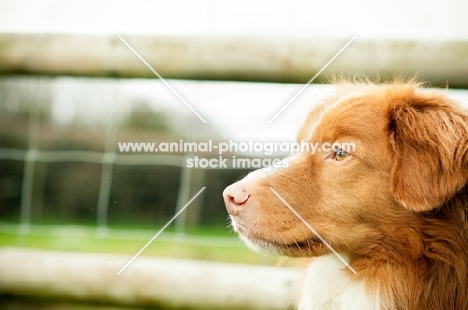 Nova Scotia Duck Tolling Retriever profile