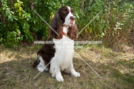 sitting English Springer Spaniel  with greenery background