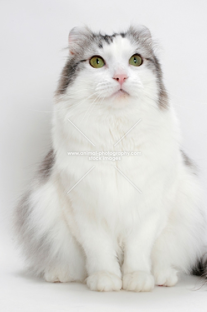 American Curl cat sitting on white background, silver mackerel tabby & white colour